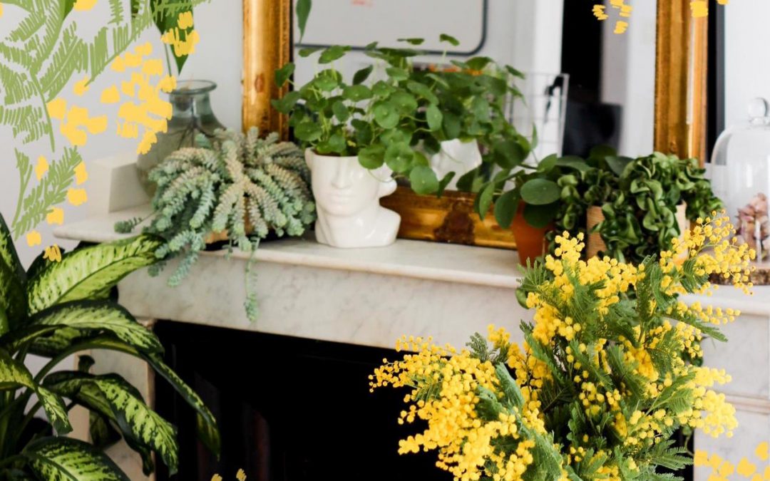 Conseils pour entretenir ses plantes et avoir (enfin !) la main verte