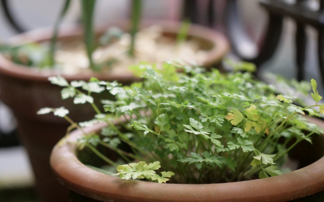 Un potager dans son appart #1 – Jardiner en ville, c’est possible !