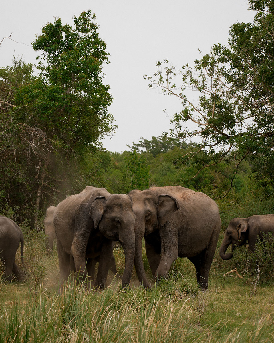 Voyage Sri-Lanka Sigiriya Kandy Colombo Bentota Shanti Travel Anti-Moustique Cinque sur Cinq Jungle Aventure Rizière