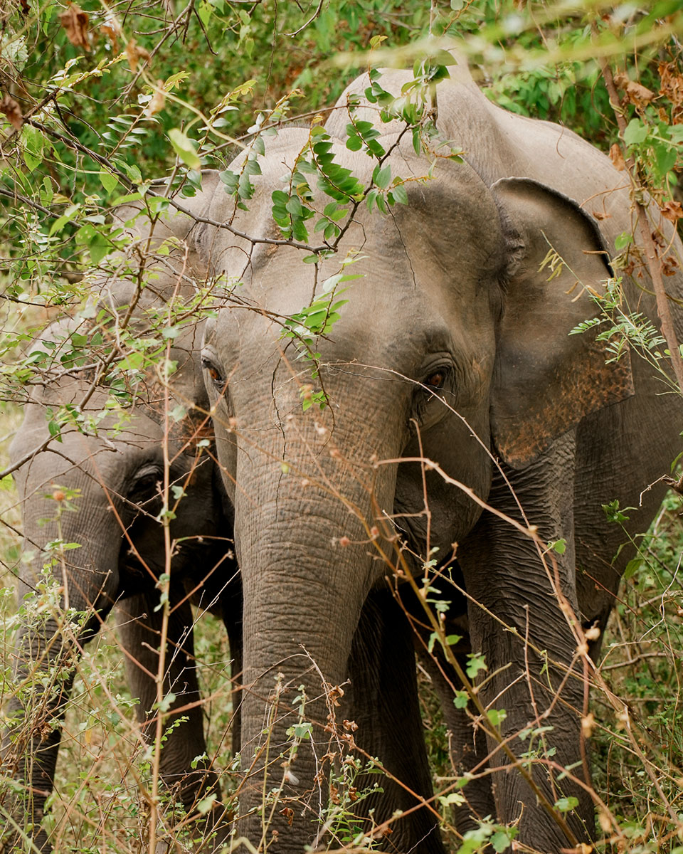 Voyage Sri-Lanka Sigiriya Kandy Colombo Bentota Shanti Travel Anti-Moustique Cinque sur Cinq Jungle Aventure Rizière